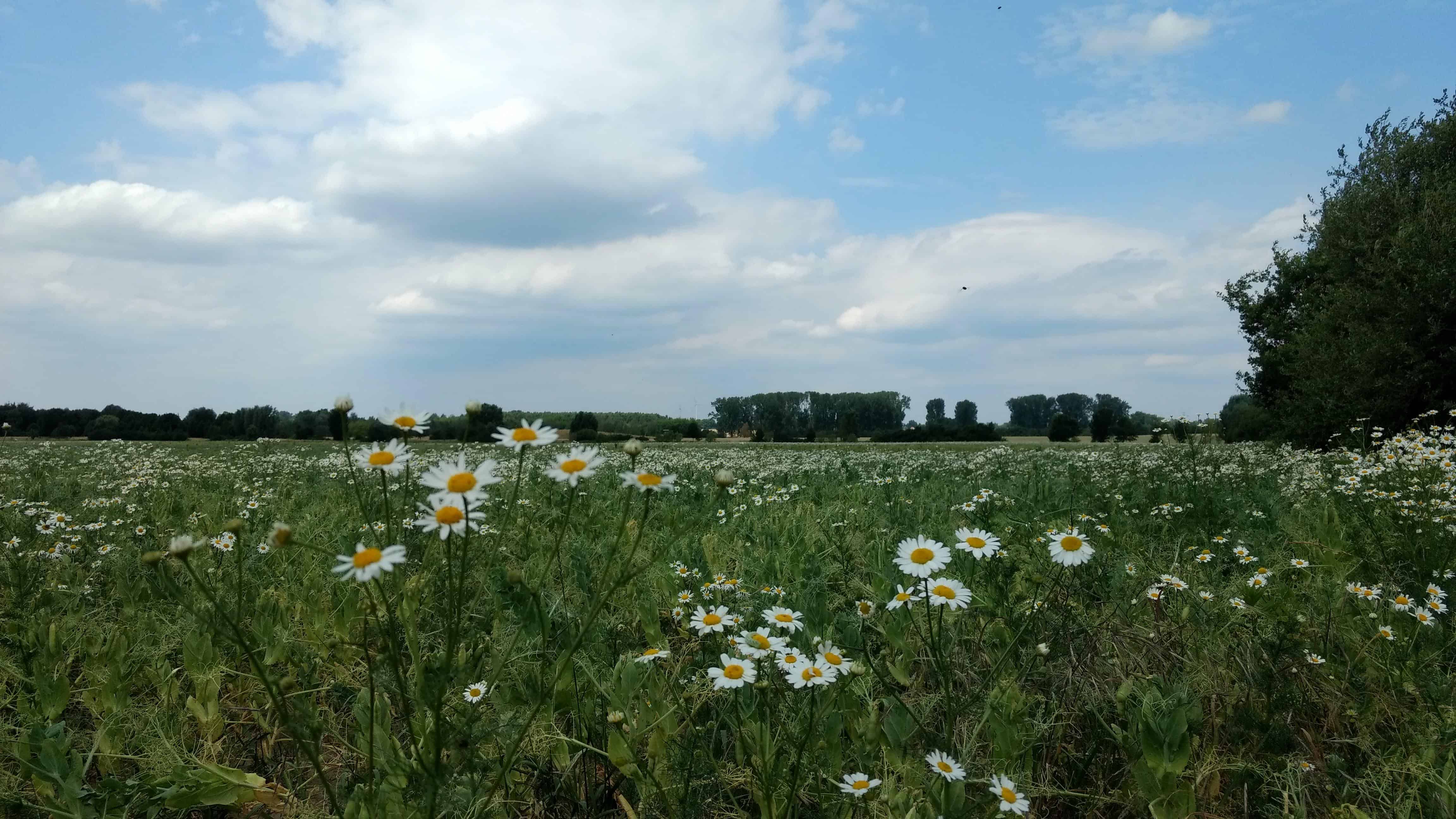 Feld bei Lindenberg