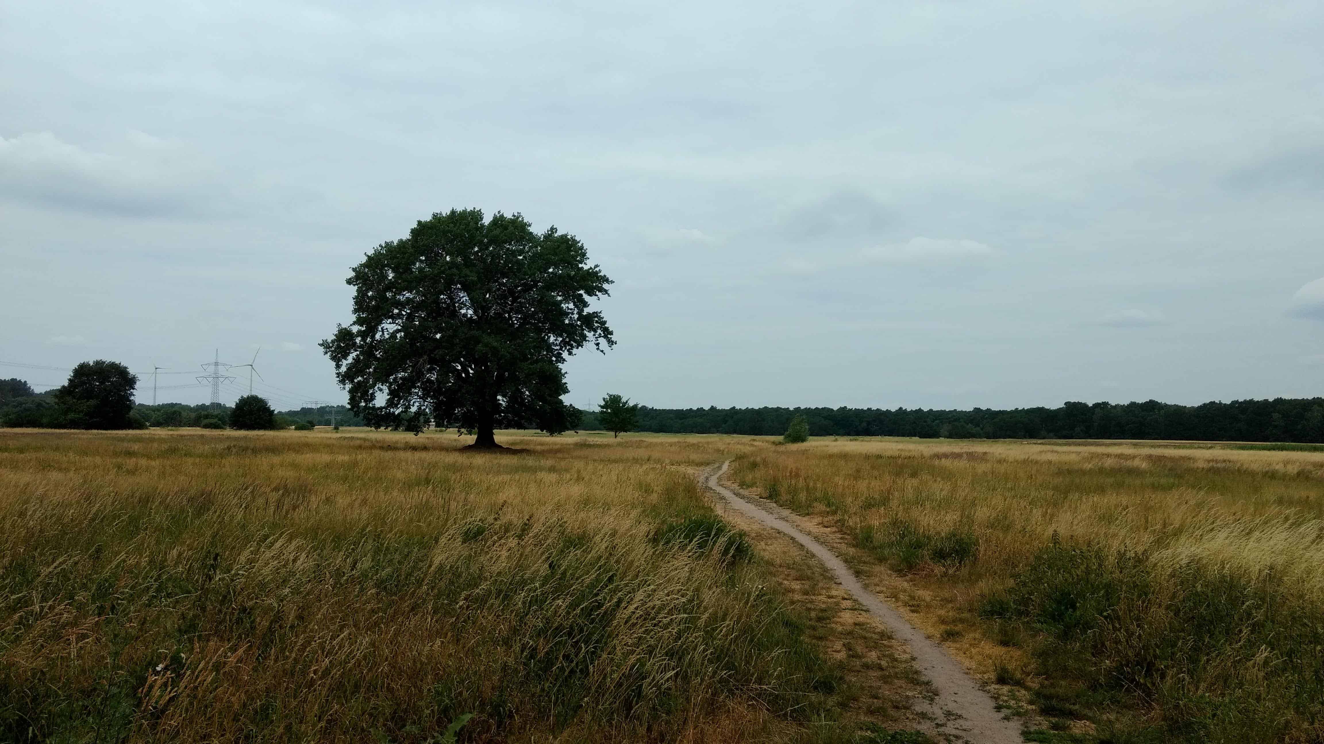 Der einsame Baum