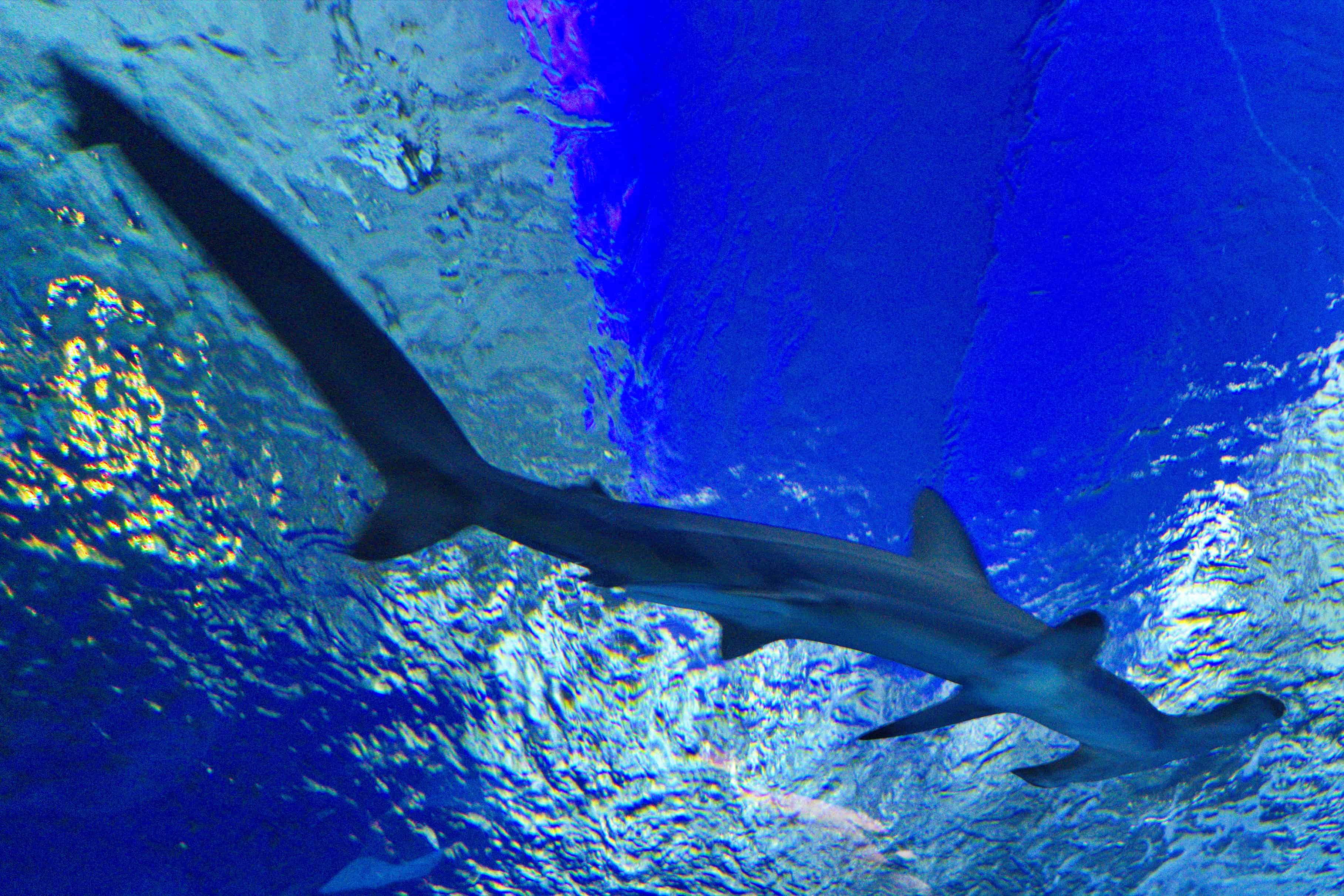 Hammerhai im National-Aquarium