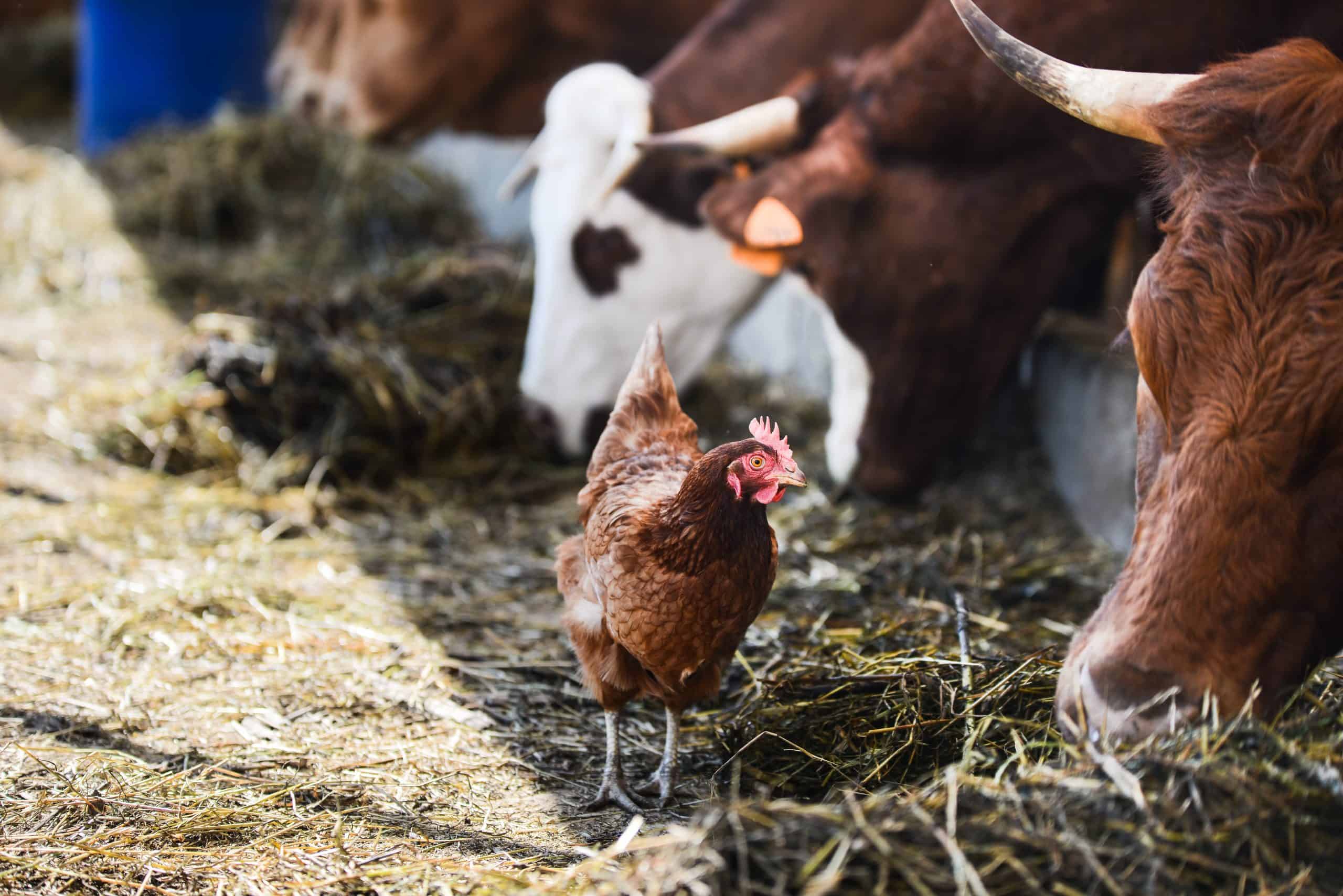 Autos und Fleisch: Die Statuswelt der „normalen“ Deutschen